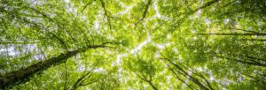 Branches with green leaves and sunlight shining through